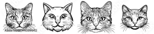 A stylized black silhouette of a feline face featuring oversized eyes and distinct whiskers