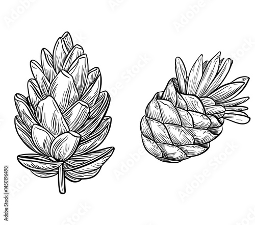 A simple outline of a pinecone symbolizing natural and botanical elements