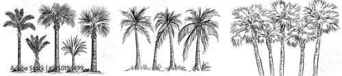 Silhouetted palm trees form a group that creates an exotic tropical atmosphere for those who love nature