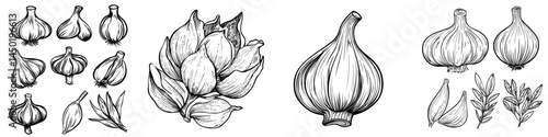 The garlic bulb is a solitary vegetable and a modern hand-drawn representation of a pungent-tasting organic spice condiment