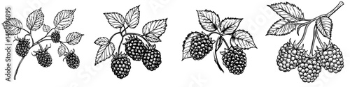 The blackberry fruit is a solitary summer berry, either modern wild or from a garden bramble, and is a vegetarian food used for dessert