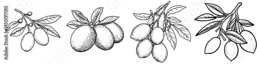 Dried kumquat or cumquat represents a sweet dessert and culinary fruity ingredient, characterized as a natural organic dehydrated food, often featured as isolated modern icons alongside other dry
