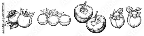 The mangosteen, a tropical and exotic food item, is often depicted as a modern isolated icon, with its whole and half-cut fruits showcasing lobules, used in exotic desserts and grown in Asian tropic
