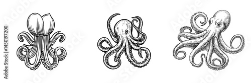 The octopus is a solitary marine animal, characterized as an eight-limbed mollusk with a modern underwater presence and tentacles