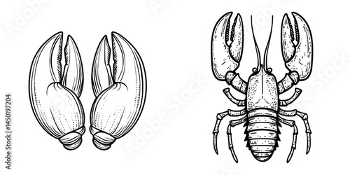 Isolated reef lobsters, known as clawed lobsters, are a type of marine animal and are also referred to as Homarus gammarus, a popular seafood choice
