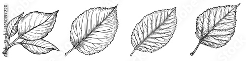 The leaf of an autumn tree, including an elm leaf and fall foliage, is depicted as a modern isolated icon, showcasing a dry autumn leaf from an elm tree amidst nature, forest, and plant leaves