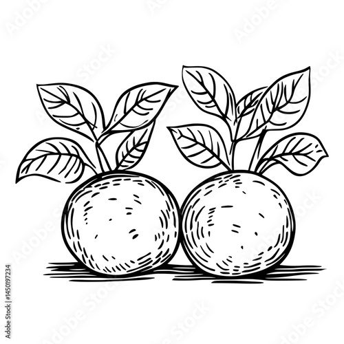 Modern and healthy, the organic veggies include fresh potatoes with brown peels, presented as whole, ripe, and isolated on a white background for an eco-friendly farm production design