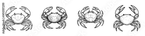 Modern marine underwater animal, the grey swimming crab is a decapod crustacean of Brachyura, shown in an isolated sketch