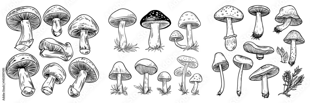 The image of Champignon mushrooms embodies a contemporary and organic whole fungi or vegetable, presented as a nutritious food choice against a white backdrop, and functions as a cartoon design The image of Champignon mushrooms embodies a contemporary and organic whole fungi or vegetable, presented as a nutritious food choice against a white backdrop, and functions as a cartoon design