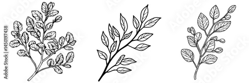 A modern isolated icon depicts autumn leaves on an acacia tree branch with fall foliage, alongside an acacia leaf on a branch twig with red autumn leaves characteristic of the fall season