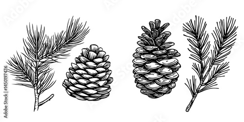 Pine or fir tree branch with cones, a modern icon of a forest pinecone isolated on a background, symbolizing the Christmas winter or Thanksgiving autumn season with cedar, spruce or conifer tree