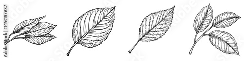 A modern icon featuring an autumn elm leaf is depicted as a cartoonish representation of foliage, specifically a fallen ulmus tree leaf, which is brown in color and serves as a design element