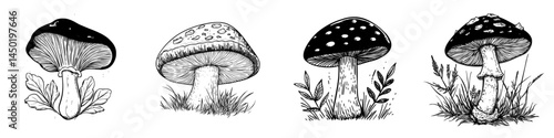 The Amanita mushroom, also known as autumn muscaria, is a modern isolated icon symbolizing fall nature and the Thanksgiving holiday harvest, despite being a poisonous boletus fungus