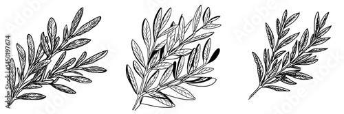 The rowan leaf is a contemporary symbol, illustrated through stylized cartoon foliage, featuring a green fallen leaf from the rowanberry plant, functioning as a natural design component isolated on