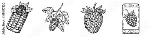 A sketch of an isolated garden bramble berry represents a summer fruit, characterized by modern blackberry food and forest berries