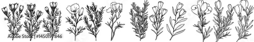 A realistic depiction of a rooibos plant in bloom, accompanied by an isolated redbush, showcases the modern branches of red tea adorned with leaves and vibrant yellow flowers, highlighting the