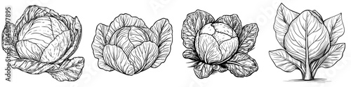 Brassica isolated cauliflower cabbage, now a modern vegetable food characterized by its white head and green leaves