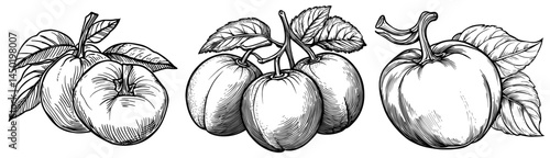 A sketch of blueberry with leaves isolated on a bog with whortleberry