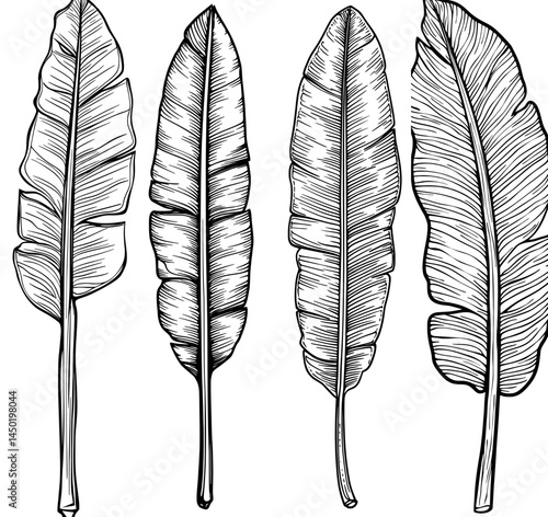 A sketch of a retro quill or feather pen as an isolated writing tool, accompanied by a modern symbol of old handwriting and dove bird plumage