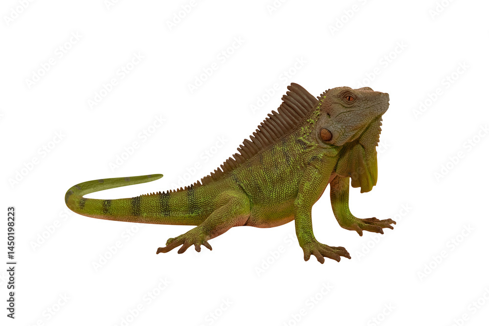 Fototapeta premium Green lizard iguana toy. The isolation is on a transparent background in the PNG format.
