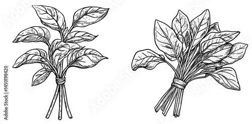 The cartoon depiction of spinach salad showcases a vegetable from an organic farm, highlighting the freshness of agricultural harvests often associated with vegetarian whole foods, presented in a