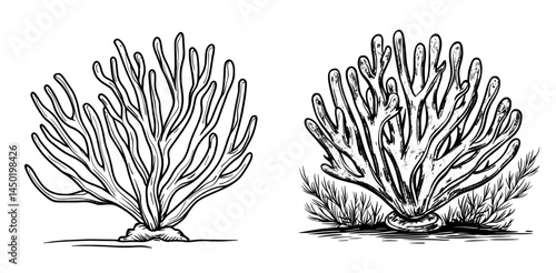 Tropical sea water plant life consists of ocean undersea seaweed or coral reef flora in aquariums