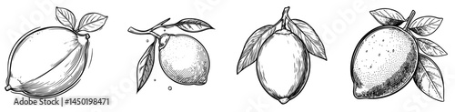 Modern refreshing summer food dessert, a juicy lemon, is represented by an isolated line icon of lemon citrus fruit, including outline tropical citron and ripe sour fruit in zest