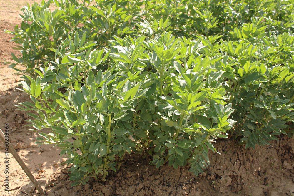 Obraz premium Plant de fèves dans carré potager dans le jardin