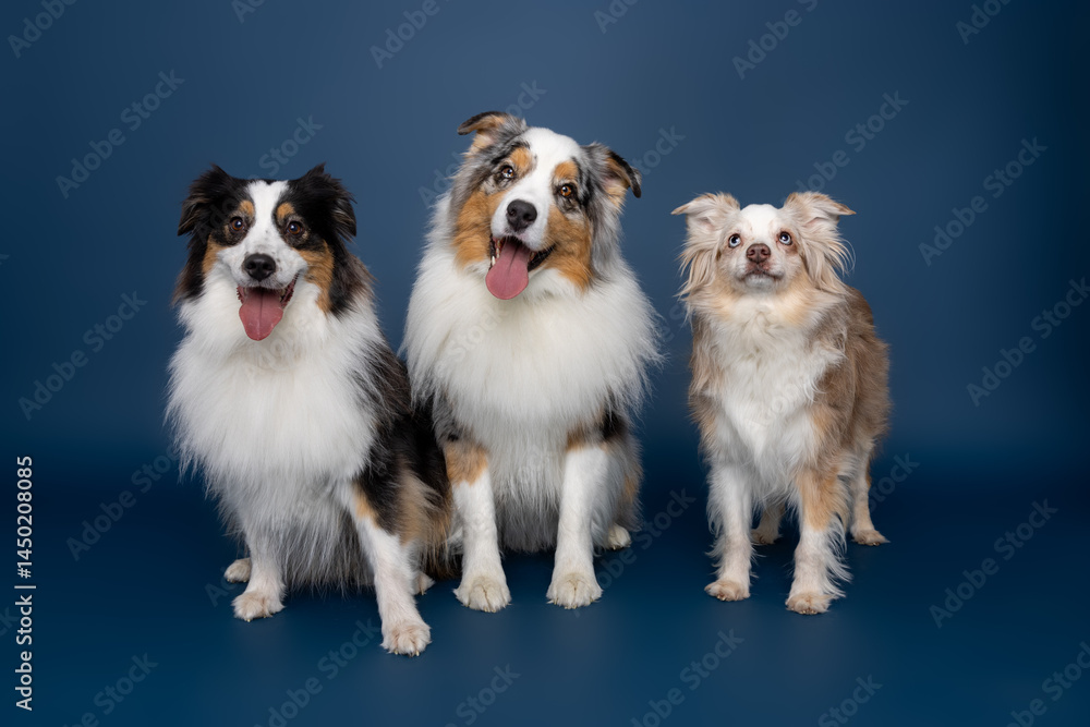 Three Australian Shepherd Dogs Smiling on Blue Studio Background Three Australian Shepherd Dogs Smiling on Blue Studio Background