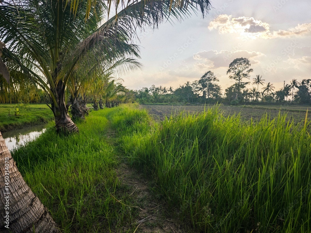 Fototapeta premium “Sunset Over Thai Countryside with Rice Fields and Canal”
