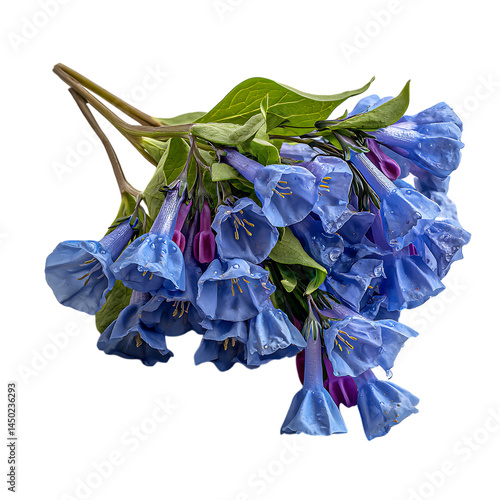 Elegant and Gorgeous Display of Virginia Bluebells on White