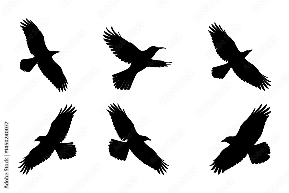 Silhouette Set of Flying Ravens in Various Flight Poses on White Background Silhouette Set of Flying Ravens in Various Flight Poses on White Background