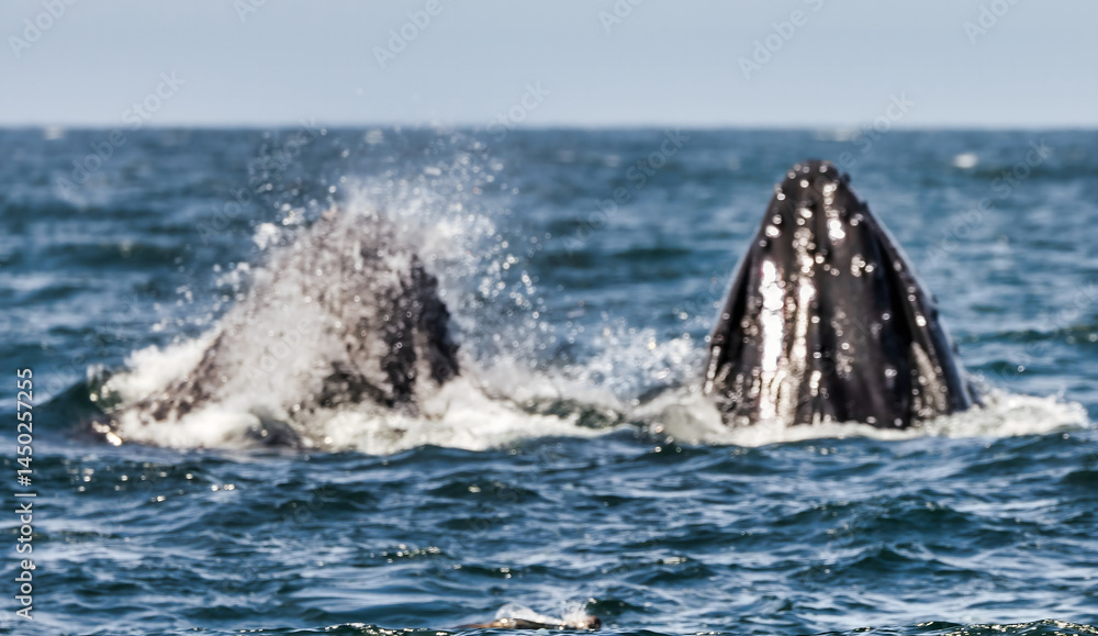 Naklejka premium Humpback whale breaching in Monterey Bay, California. Ocean splash, marine wildlife, whale watching, nature moment, aquatic mammal, Pacific coast. Close up