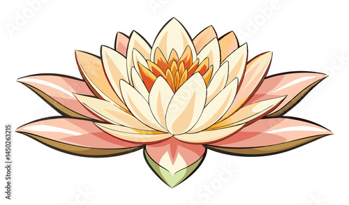 Peach and cream water lily flower illustration