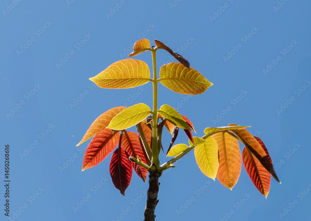 A branch with young walnut leaves