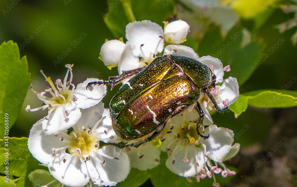 A European Rose Chafer (Cetonia aurata) on a flower