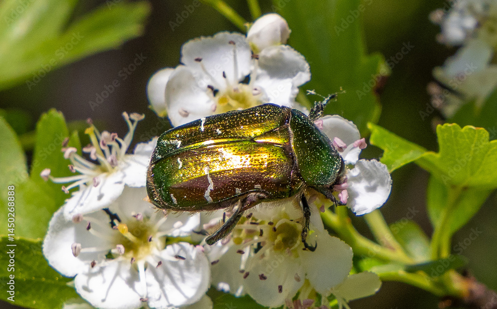 A European Rose Chafer (Cetonia aurata) on a flower
