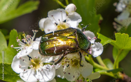 Obraz na płótnie A European Rose Chafer (Cetonia aurata) on a flower w salonie