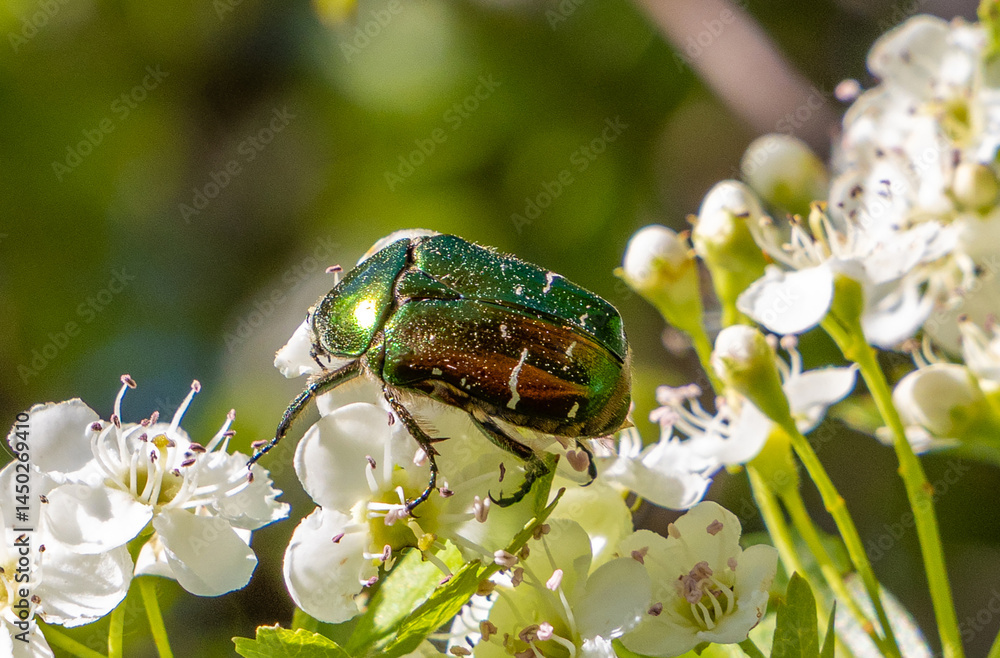 A European Rose Chafer (Cetonia aurata) on a flower