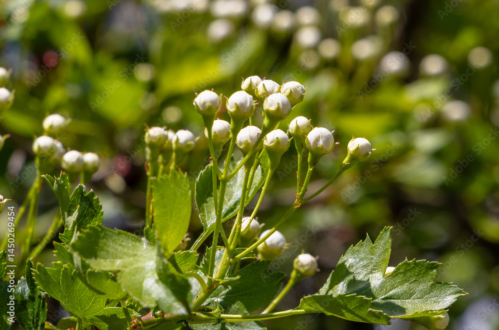 A branch with flower buds of Crataegus monogyna tree