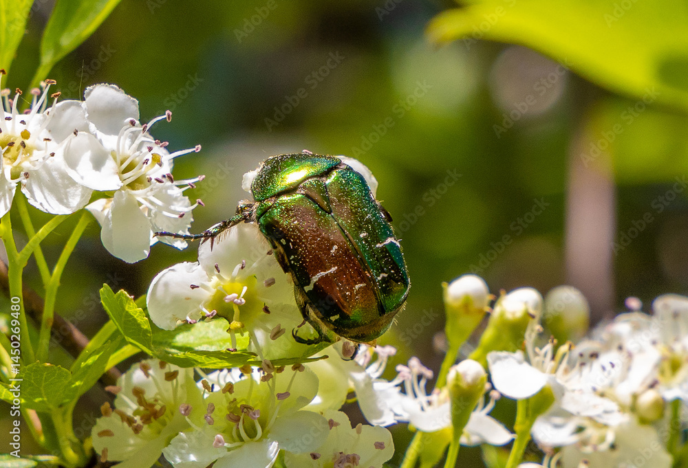 A European Rose Chafer (Cetonia aurata) on a flower