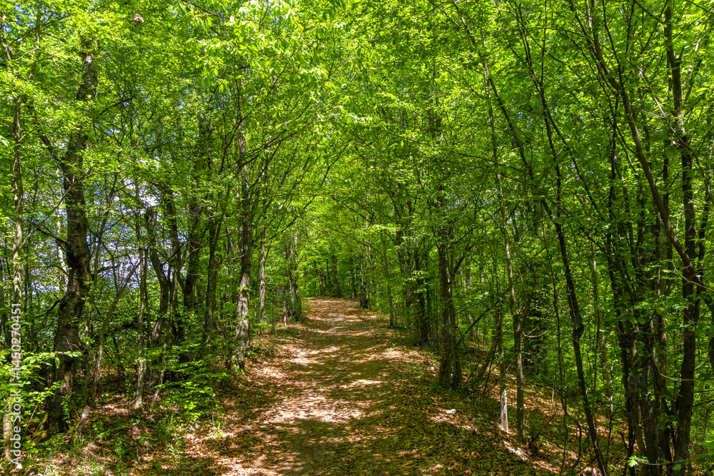 A tourist trail through a green deciduous forest