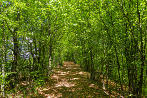 Obraz na płótnie A tourist trail through a green deciduous forest w salonie