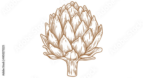 Artichoke, sketch organic vegetable. Vintage retro print, black white artichoke drawing, sketch ink pencil draw, engrave old school style. Sketch artwork silhouette artichoke. Vector Illustration