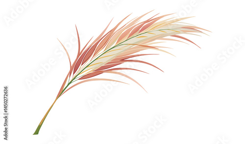 Single elegant pampas grass branch isolated