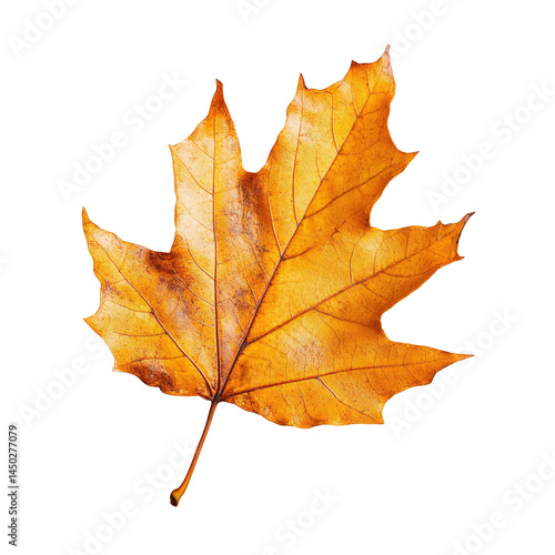 Wallpaper Mural Autumnal maple leaf,  vibrant golden-orange hue,  detailed veins,  isolated on black background Torontodigital.ca