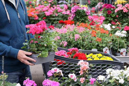 A man chooses flowers for the his balcony in a garden center.  Flower shopping during spring with colorful blooms on display