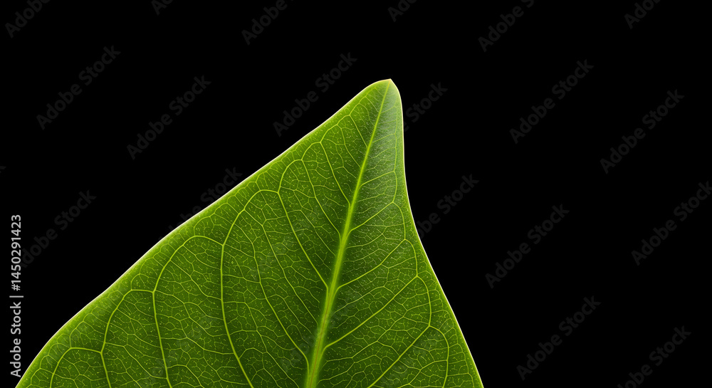 Obraz premium Close-Up of Green Leaf with Veins Against Black Background