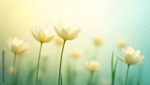 Blooming White Flowers in Soft Light, Spring Meadow Scene