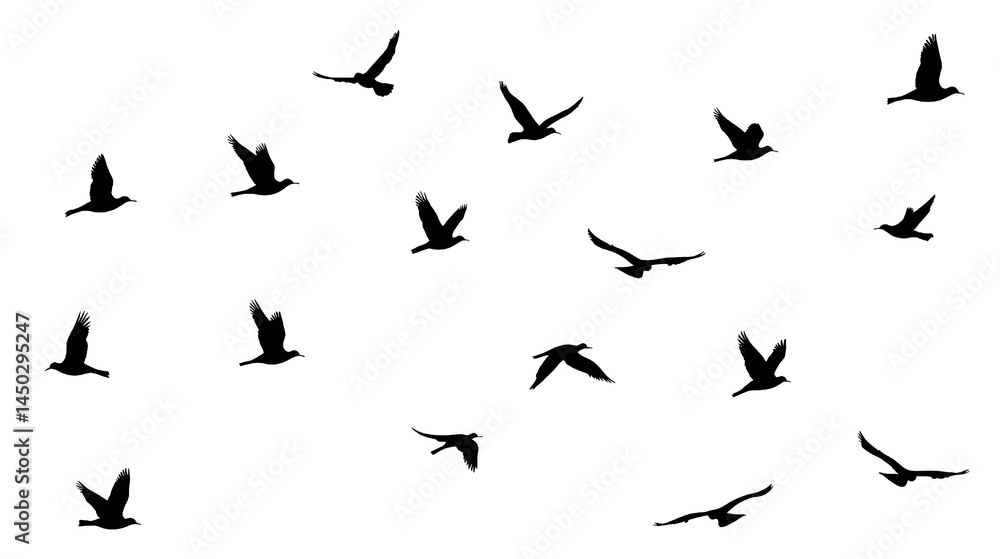 silhouettes of birds silhouettes of birds